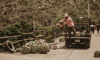 Finding Mezcal