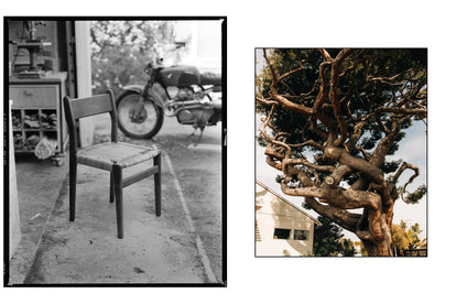 editorial image of Nikolai Lafuge's studio and a tree