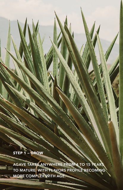 Step 1: Grow - close up on agave leaves.