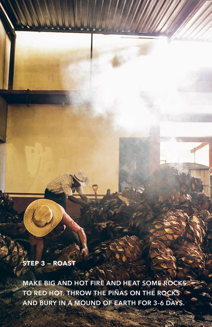 Step 3: Roast - two men sorting through a pile of large agave hearts.