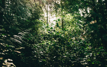 Light flooding through the leaves of the Pacific Northwest forest.