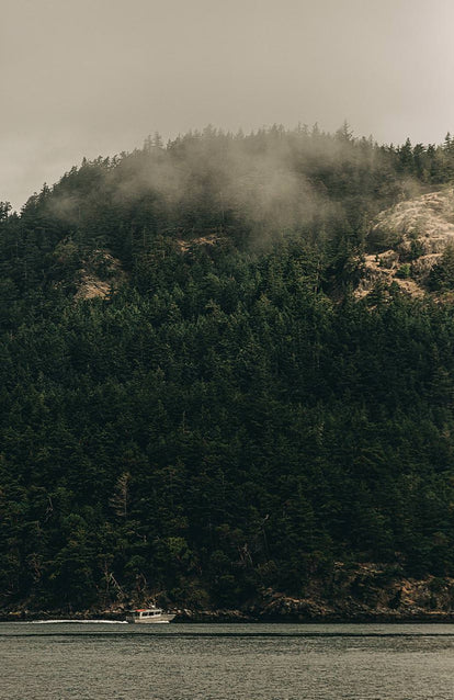 A boat on the shore of the Pacific Northwest Forest.