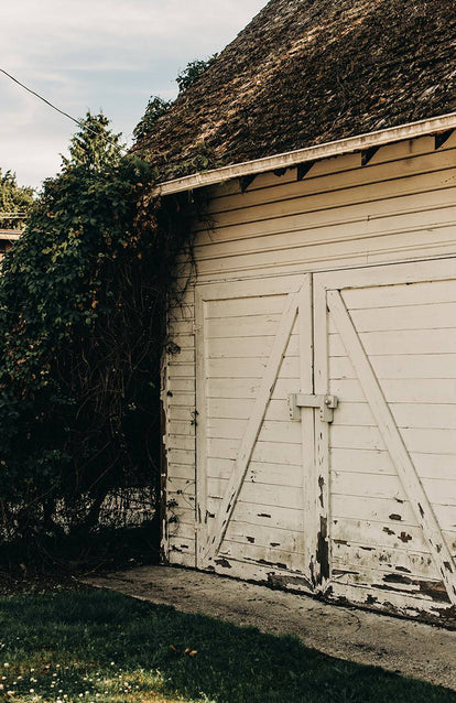 An old white shed covered in ivy.