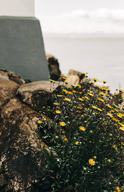 A patch of wildflowers on the shore.