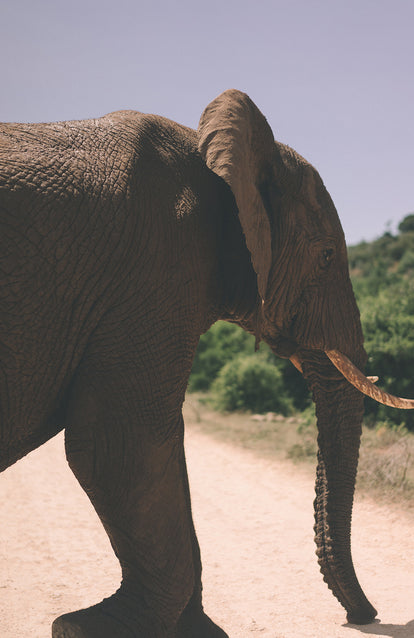 Close up of an elephant crossing a dirt track.