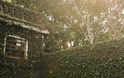 shot of some greenery on a wall