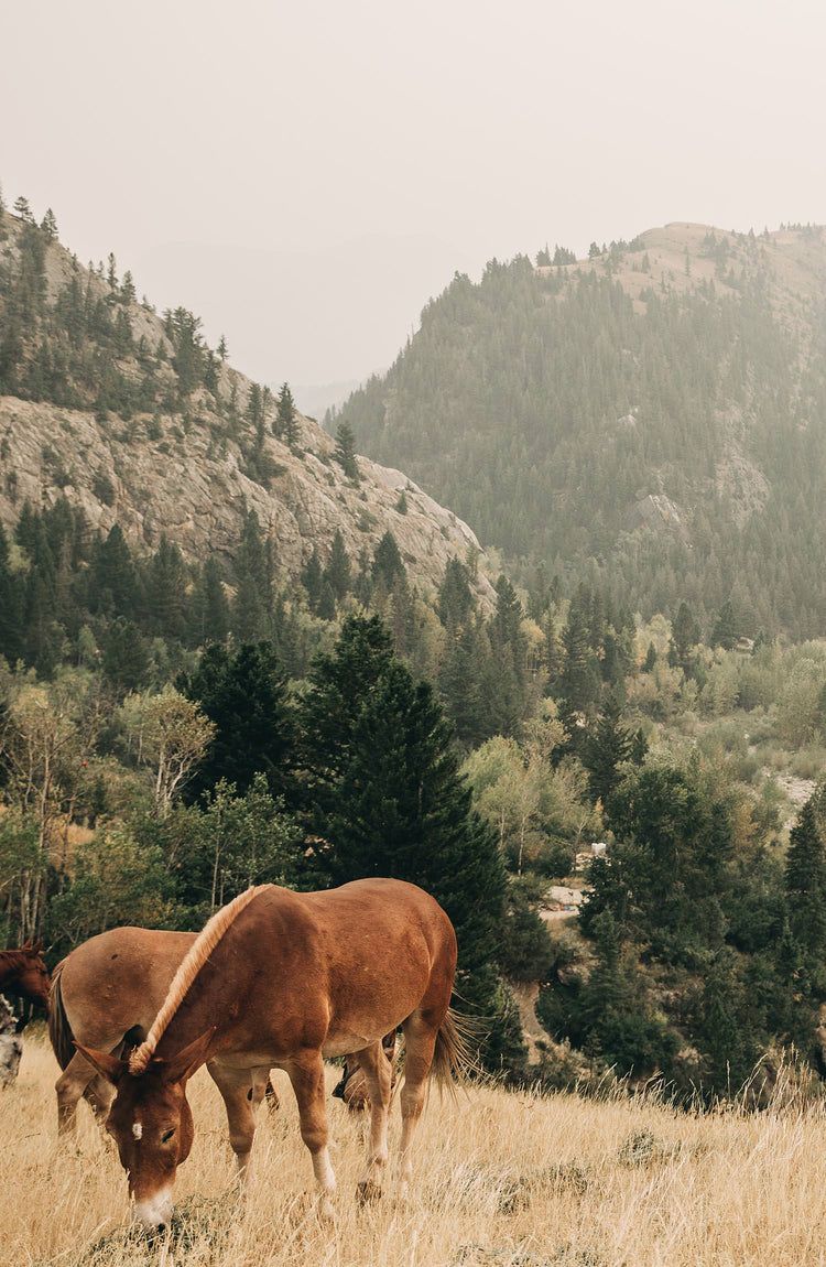 photo from the scene in Montana