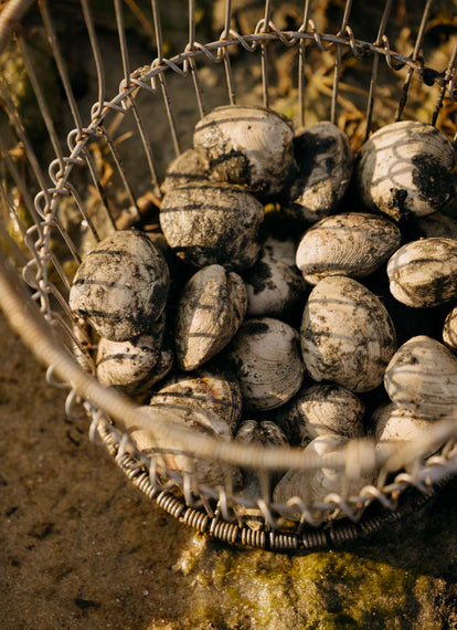 A bucket of freshly harvested oysters