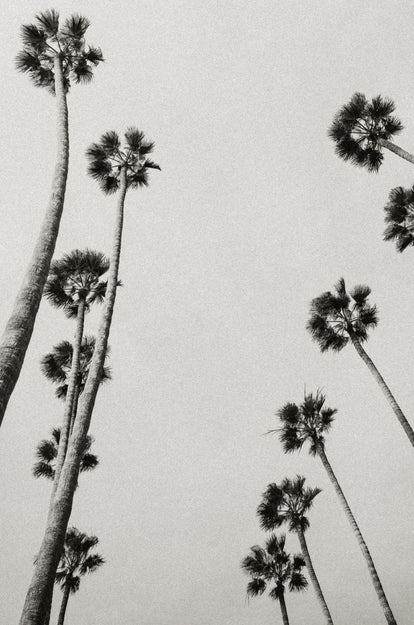 Palm trees in Los Angeles